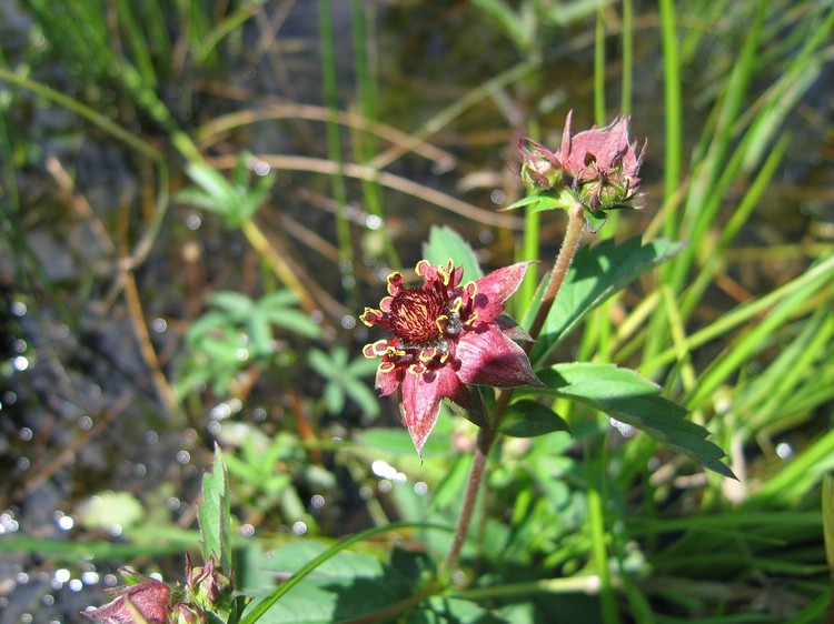 Potentilla palustris